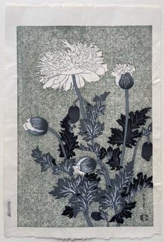 Poppies