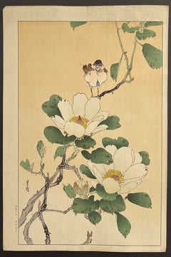 Bird and Magnolia