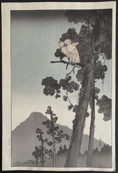 Owl in the Evening