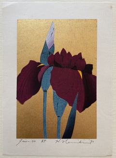 Iris 42
