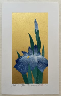 Iris 76