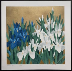 Iris 79
