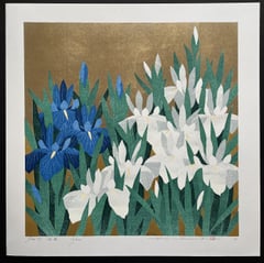 Iris 79