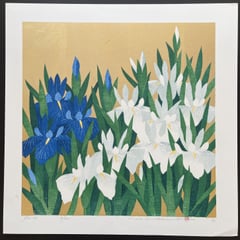 Iris 79