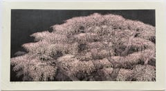 Shidare Sakura 7
