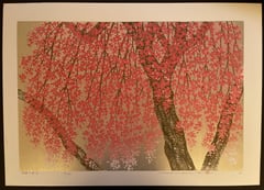 Weeping Cherry 29