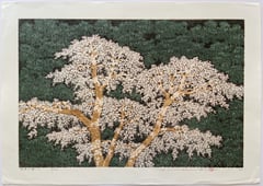 Weeping Cherry 3
