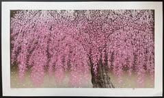 Weeping Cherry 30