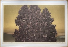 Cedar