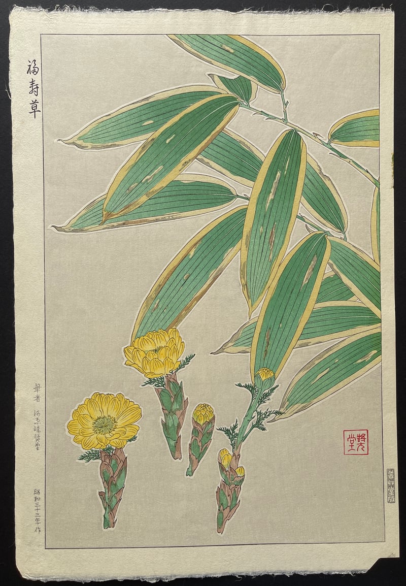 Adonis and Bamboo (First Edition) by Kawarazaki Shodo