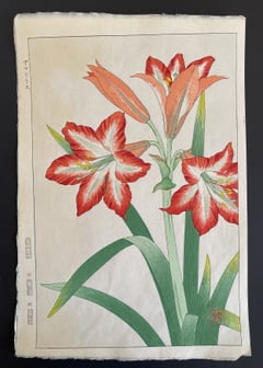 Amaryllis (Shinmi)
