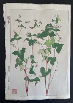 Buckwheat (Shinmi)