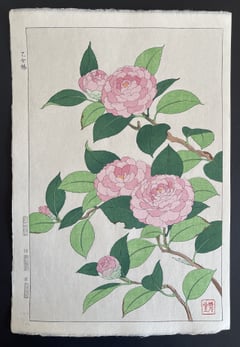 Camelia (Shinmi)