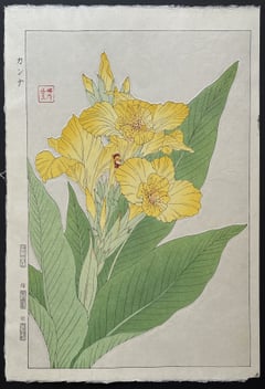 Canna (Shinmi)