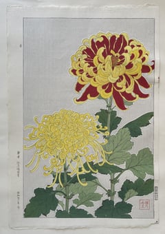 Chrysanthemum (First Edition)