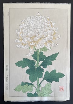 Chrysanthemum (Shinmi)