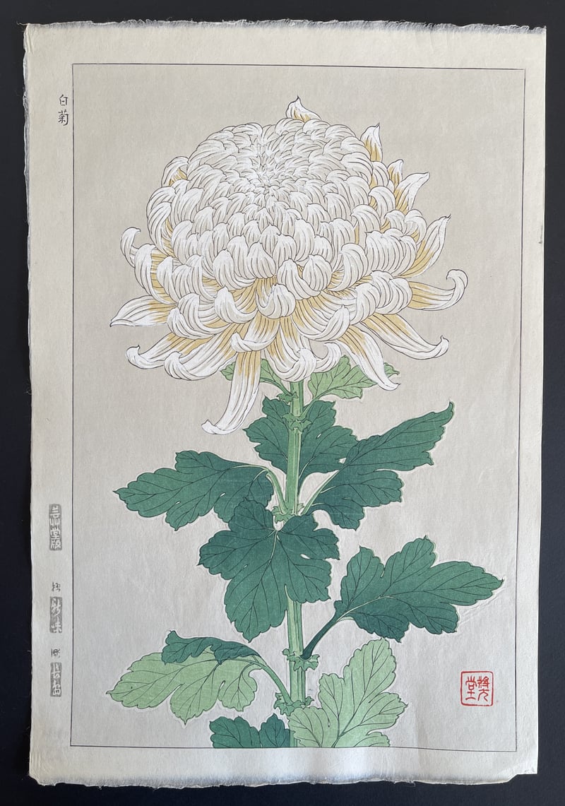 Chrysanthemum (Shinmi) by Kawarazaki Shodo