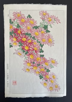 Crystanthemum (Pink) (Shinmi)