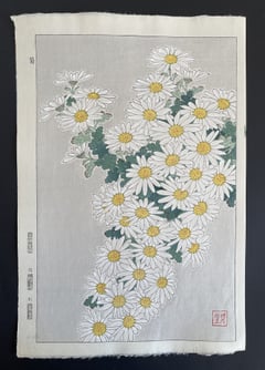 Crystanthemum (White) (Shinmi)