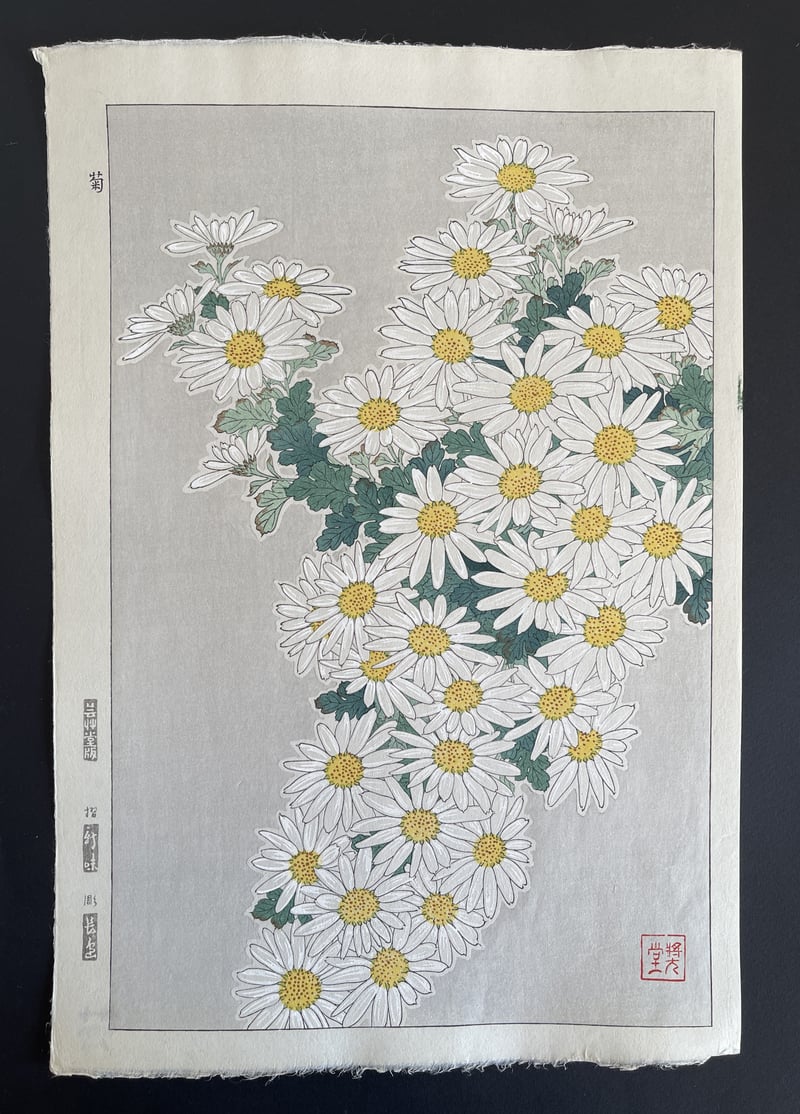 Crystanthemum (White) (Shinmi) by Kawarazaki Shodo