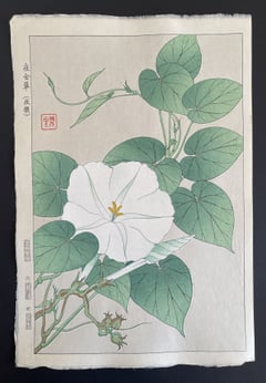 Evening Glory (Shinmi)