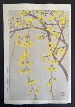 Forsythia (Shinmi)