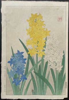 Hyacinth (First Edition)