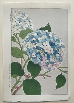 Hydrangea