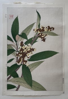 Loquat (First Edition)