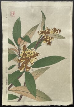 Loquat (Shinmi)