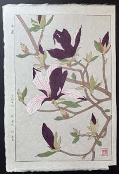 Magnolia