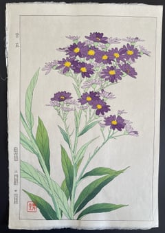 Michaelmas Daisy (Shinmi)