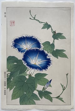 Morning Glory