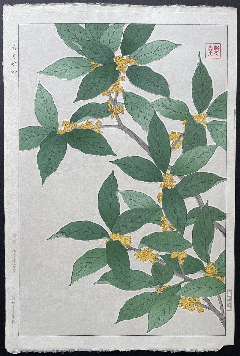 Olea Fragrans (First Edition) by Kawarazaki Shodo