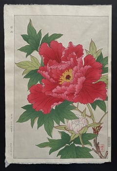 Peony (First Edition)