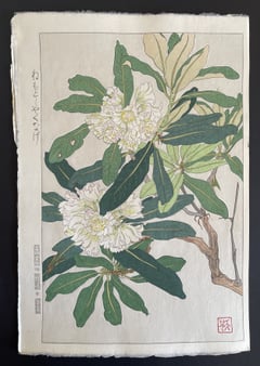 Rhododendron (Shinmi)