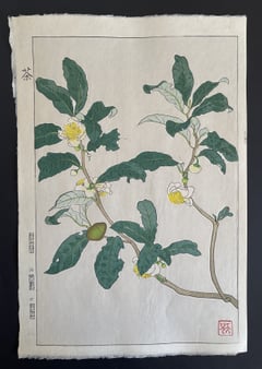 Tea Plant (Shinmi)