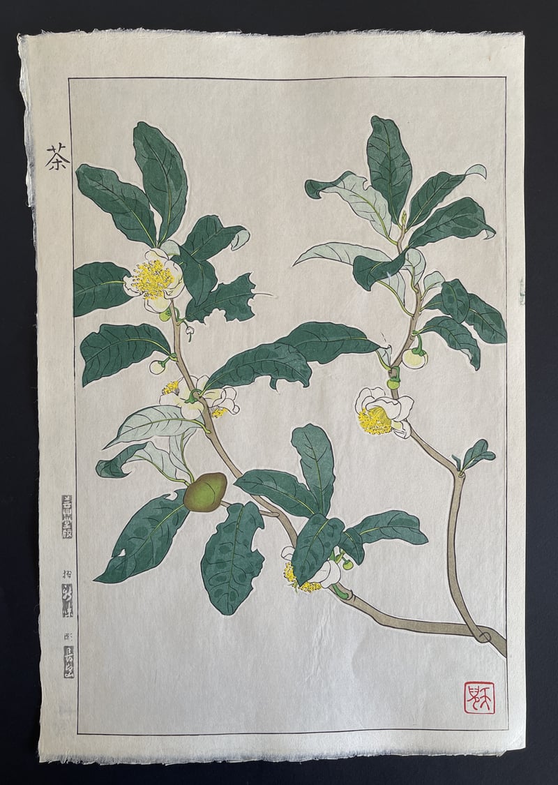 Tea Plant (Shinmi) by Kawarazaki Shodo