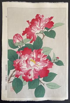Variegated Camellia (Shinmi)