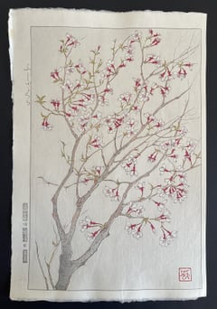 Wild Cherry (Shinmi)