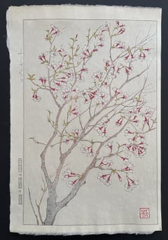Wild Cherry