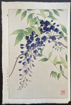 Wisteria