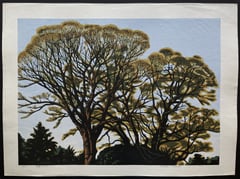 Treetops in Early Spring