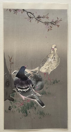 Pigeons and Cherry Blossom