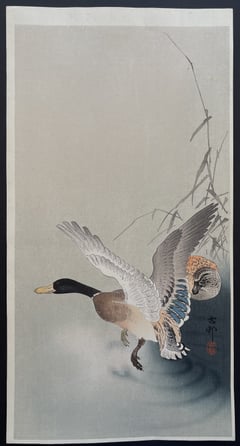 Wild Mallard Landing on Water