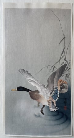 Wild Mallard Landing on Water