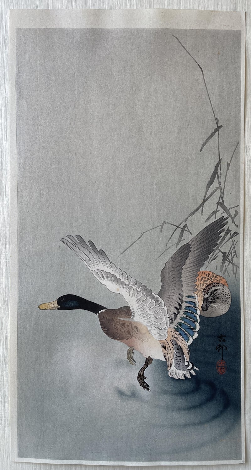 Wild Mallard Landing on Water by Ohara Koson