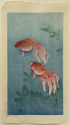 Goldfish