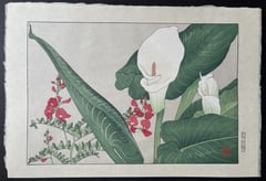 Calla lily