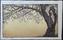 Cherry Blossoms